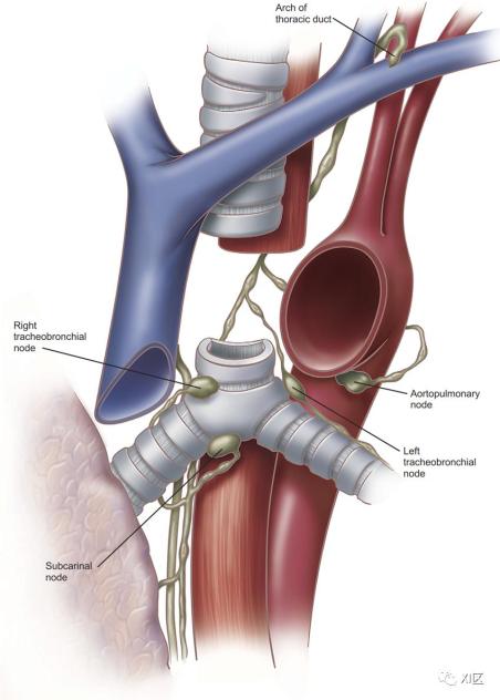 支气管动脉与肺淋巴管解剖_澎湃号·湃客_澎湃新闻-the paper