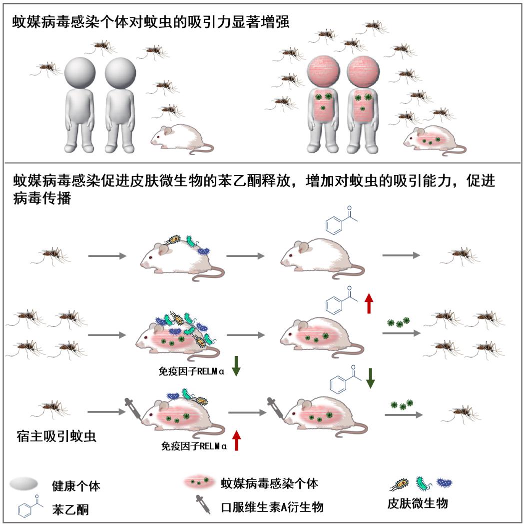 Cell：清华大学程功团队揭示蚊子为何偏爱某些人，并提出防治方法