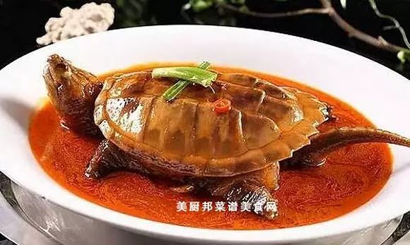 这种乌龟别买就对了