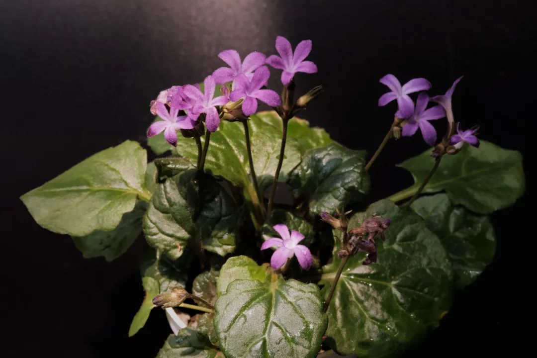 云赏花丨长着牛耳朵的报春苣苔