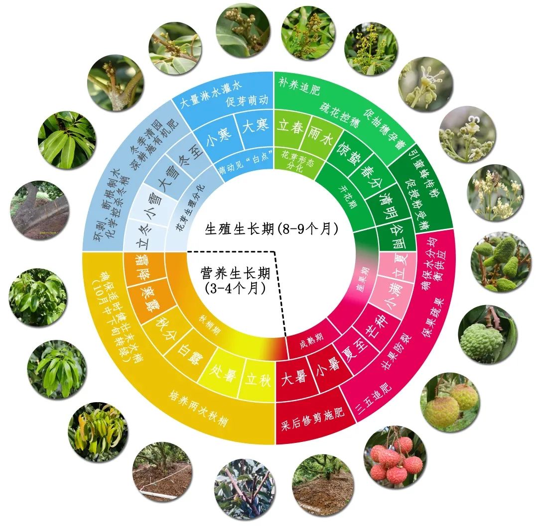 【荔枝最好的前三个品种是什么】中国荔枝的十大排名，你知道几个，没想到白糖罂荔枝还是皇室贡品