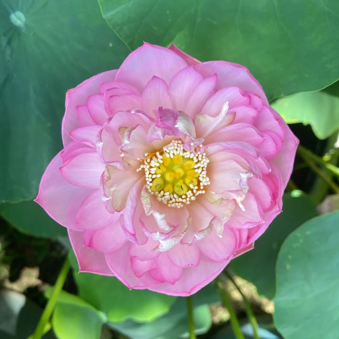 悠悠五百年满池荷花开