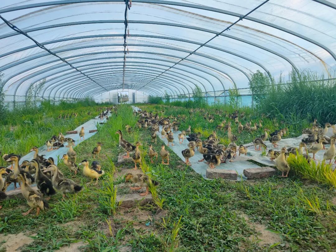 乡村振兴老山头乡永龙村稻鸭共生走出创收新稻路