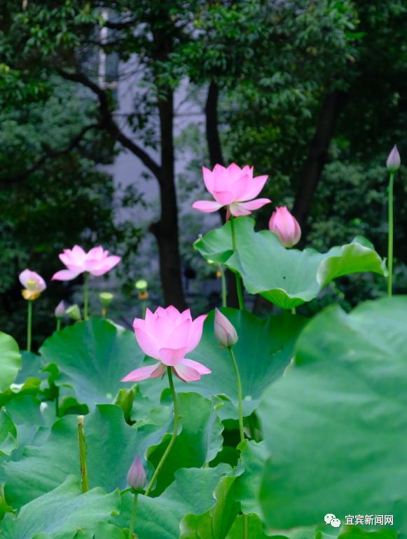 映日荷花小区图片