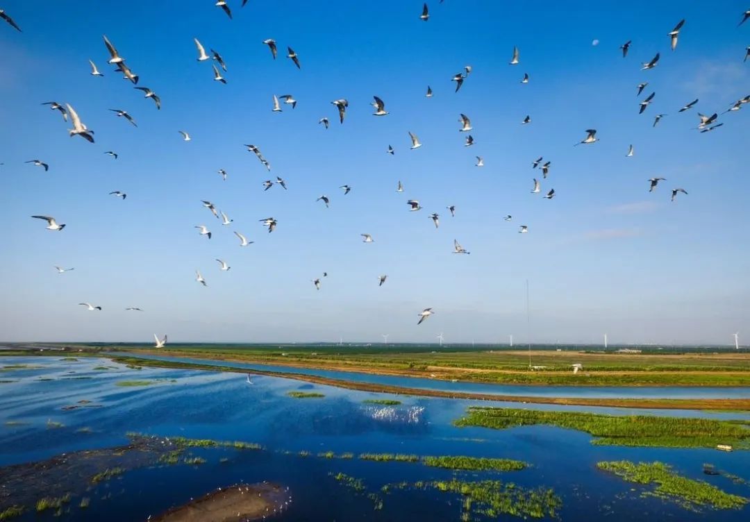 长江入海口崇明正绚丽绽放