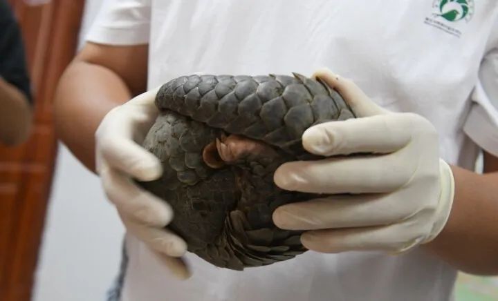 附视频龙川再现国家一级保护动物中华穿山甲