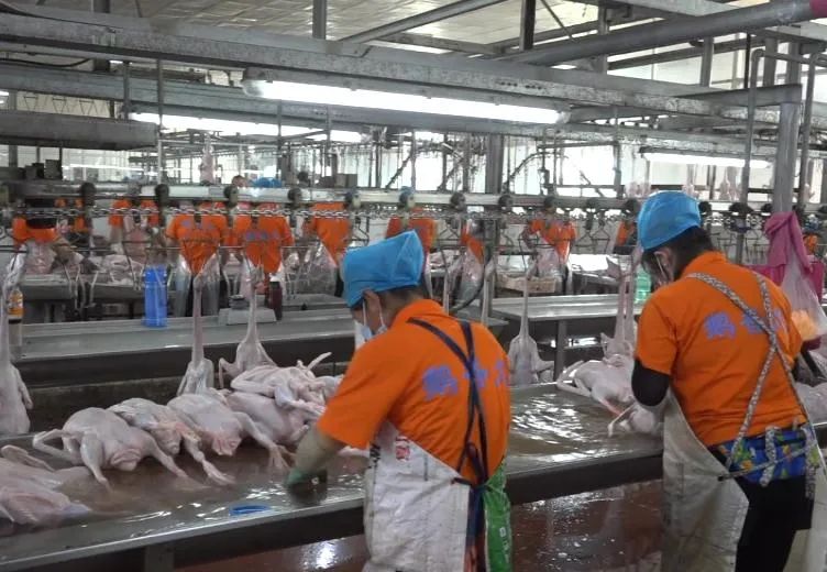 黑龙江鹅香久食品有限公司是一家以大鹅屠宰加工销售为一体的企业.