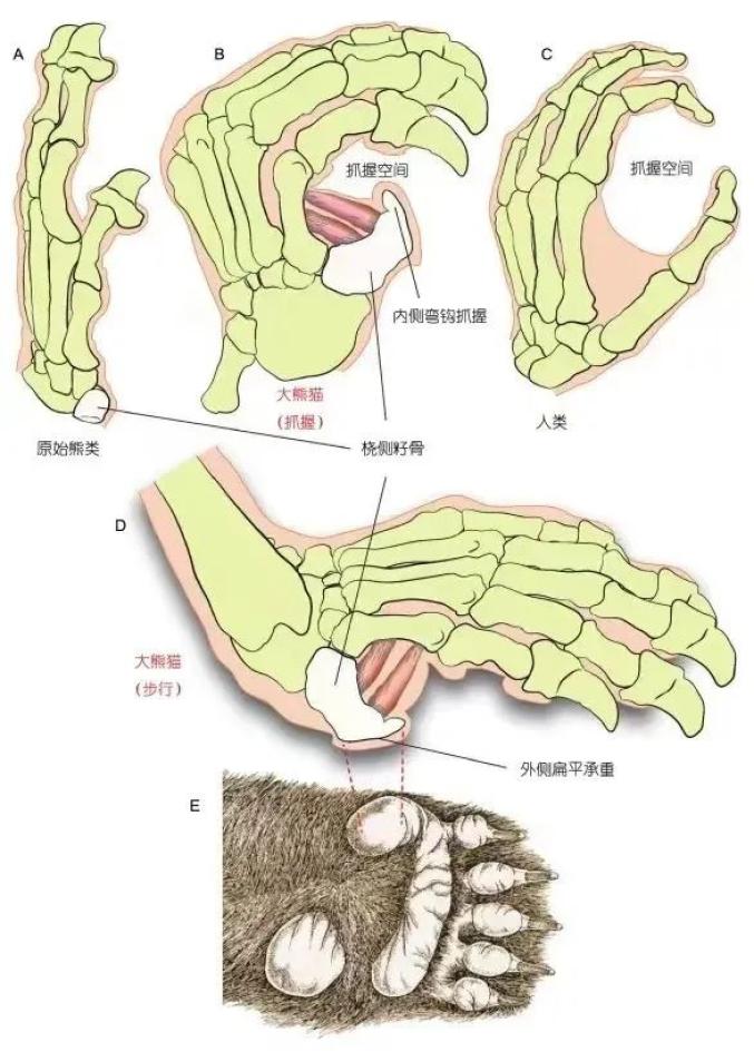 手部的對比(王曉鳴 供圖)那為什麼大熊貓的橈側籽骨沒有進一步伸長呢