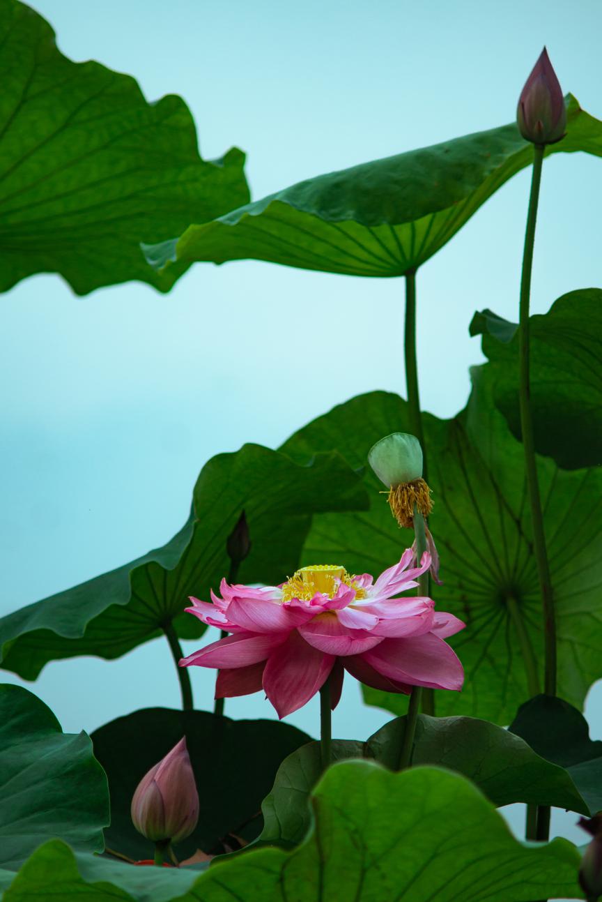 在荷塘遇见成都最美的夏天