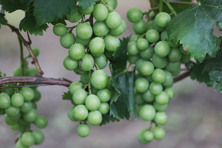 密匝青涩的紫王葡萄