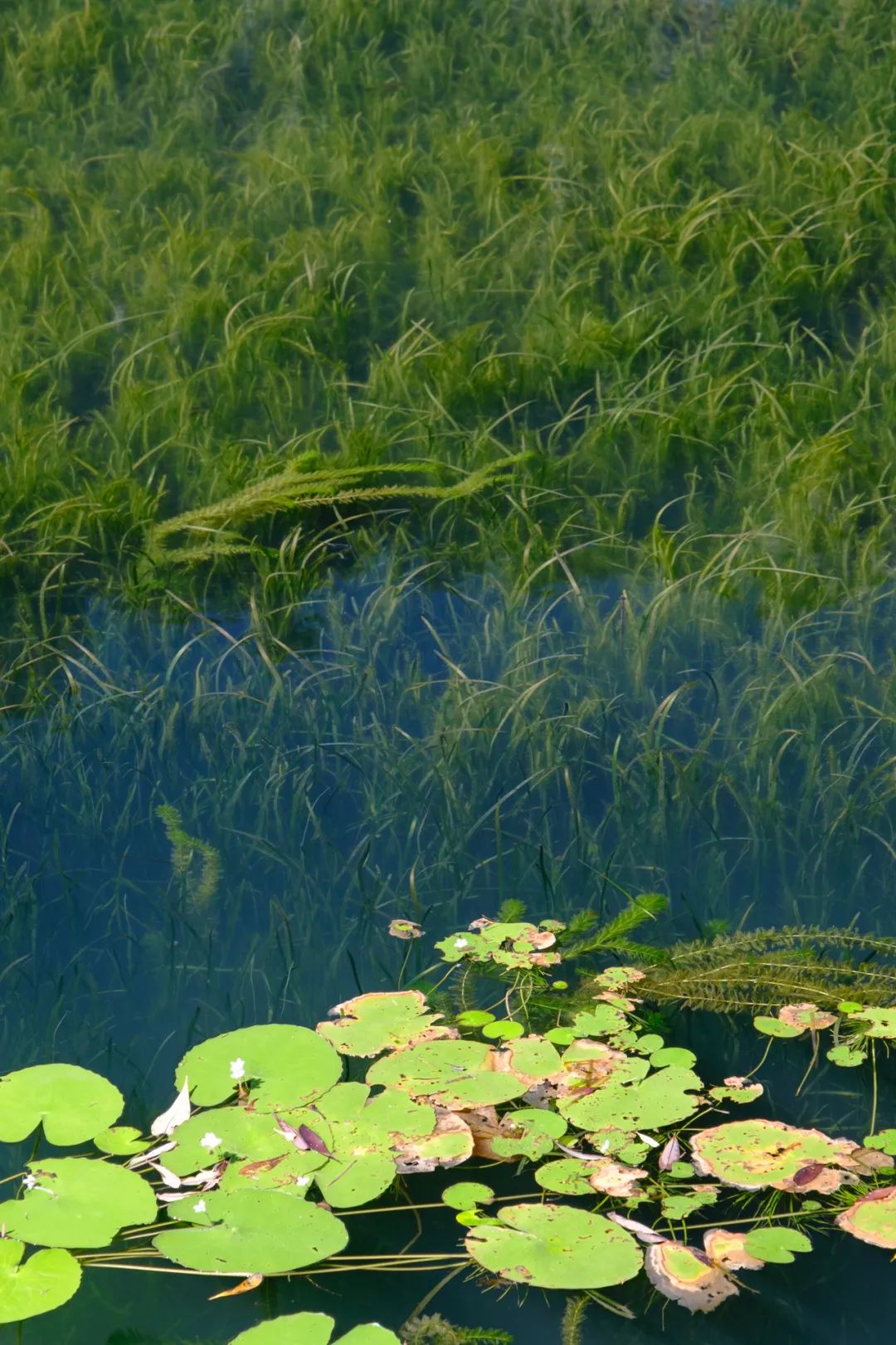 神秘的"水下森林",就在肇庆这个地方._澎湃新闻-the paper