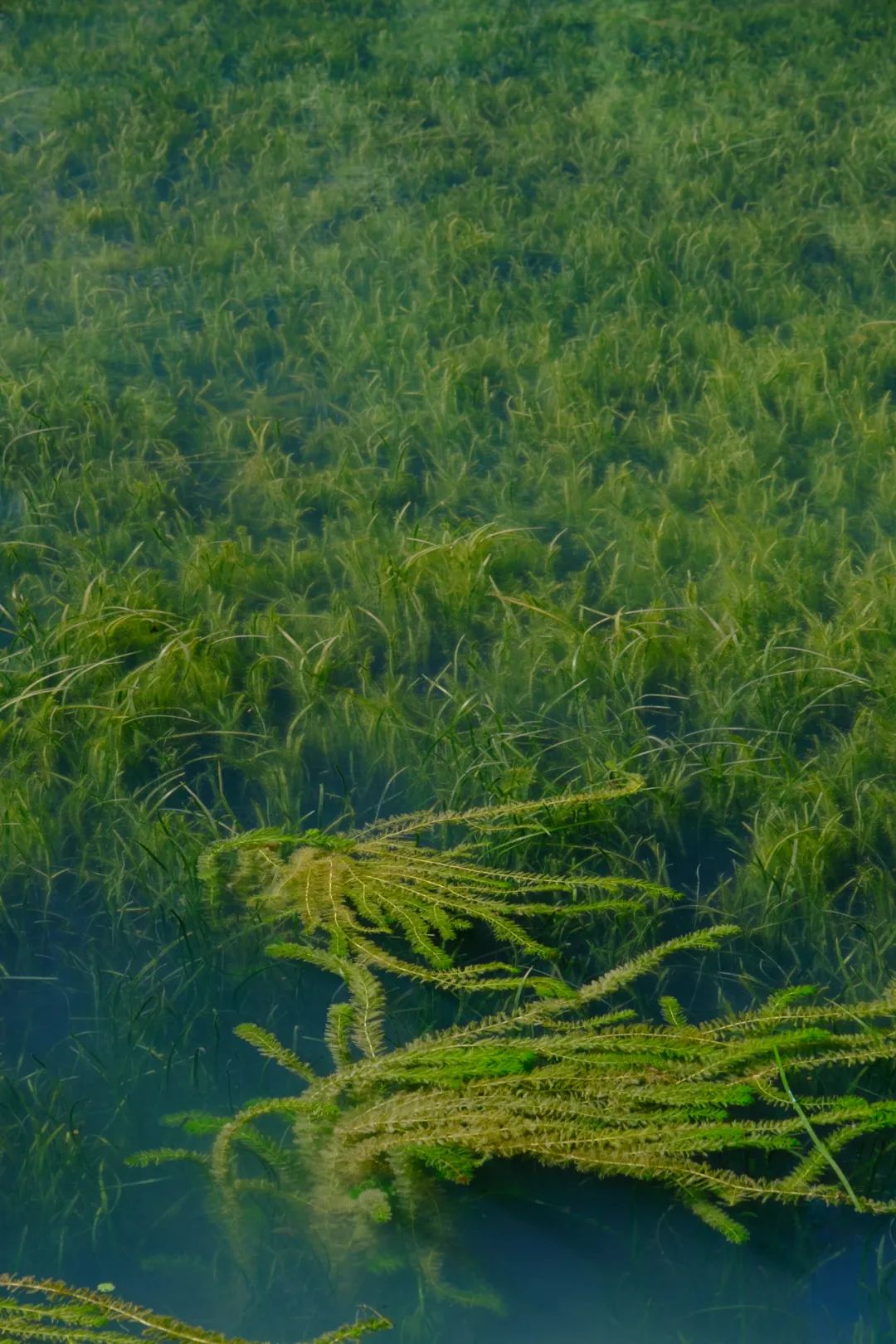 神秘的"水下森林",就在肇庆这个地方._澎湃新闻-the paper
