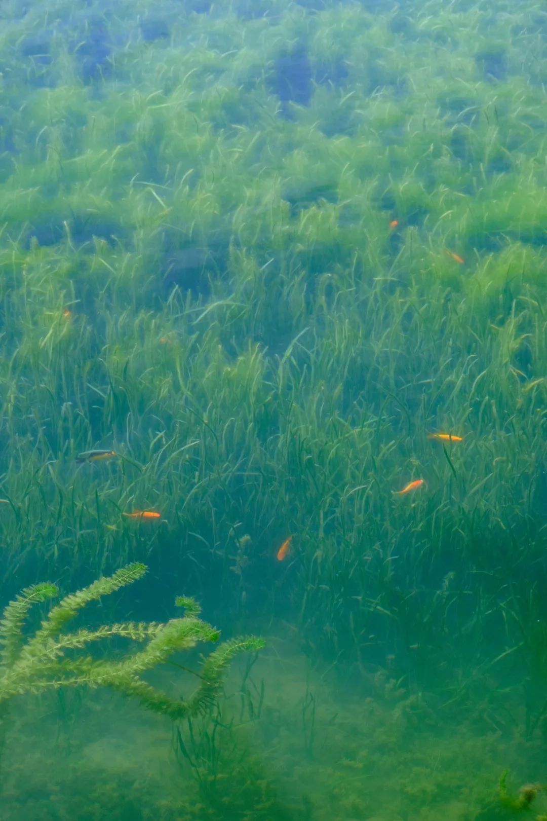 神秘的"水下森林",就在肇庆这个地方._澎湃新闻-the paper