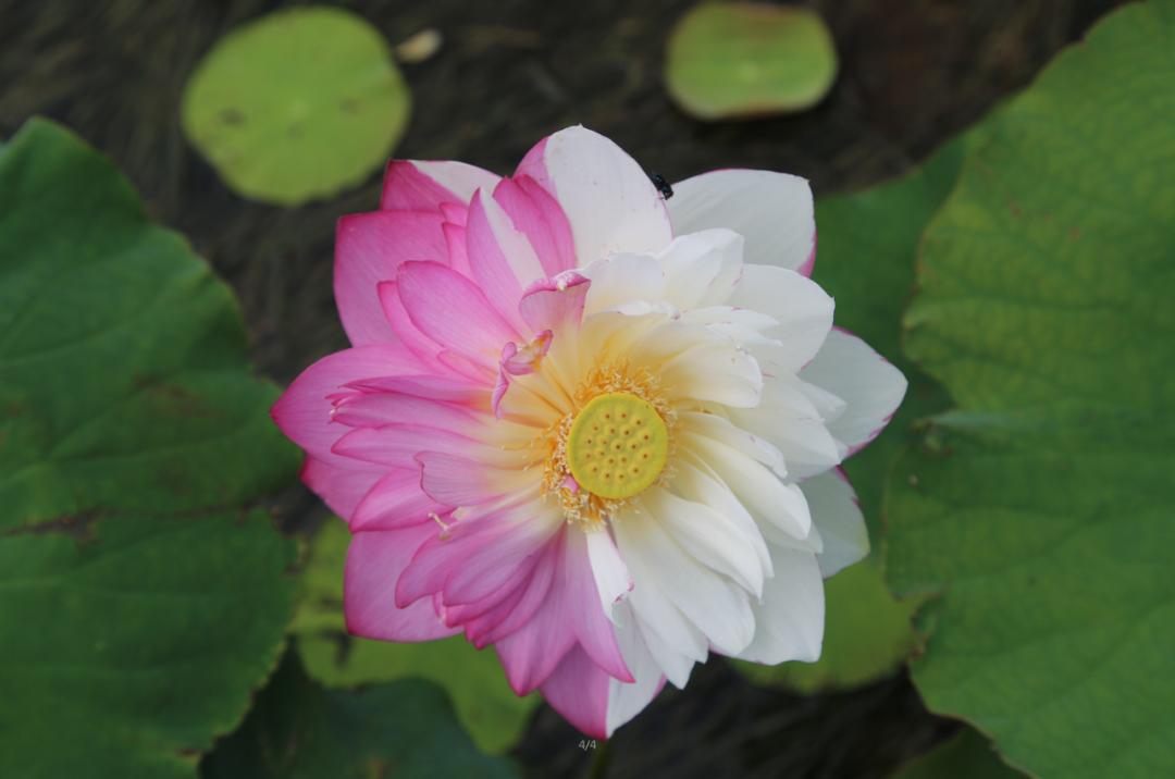 普者黑珍稀荷花大洒锦花开盛夏