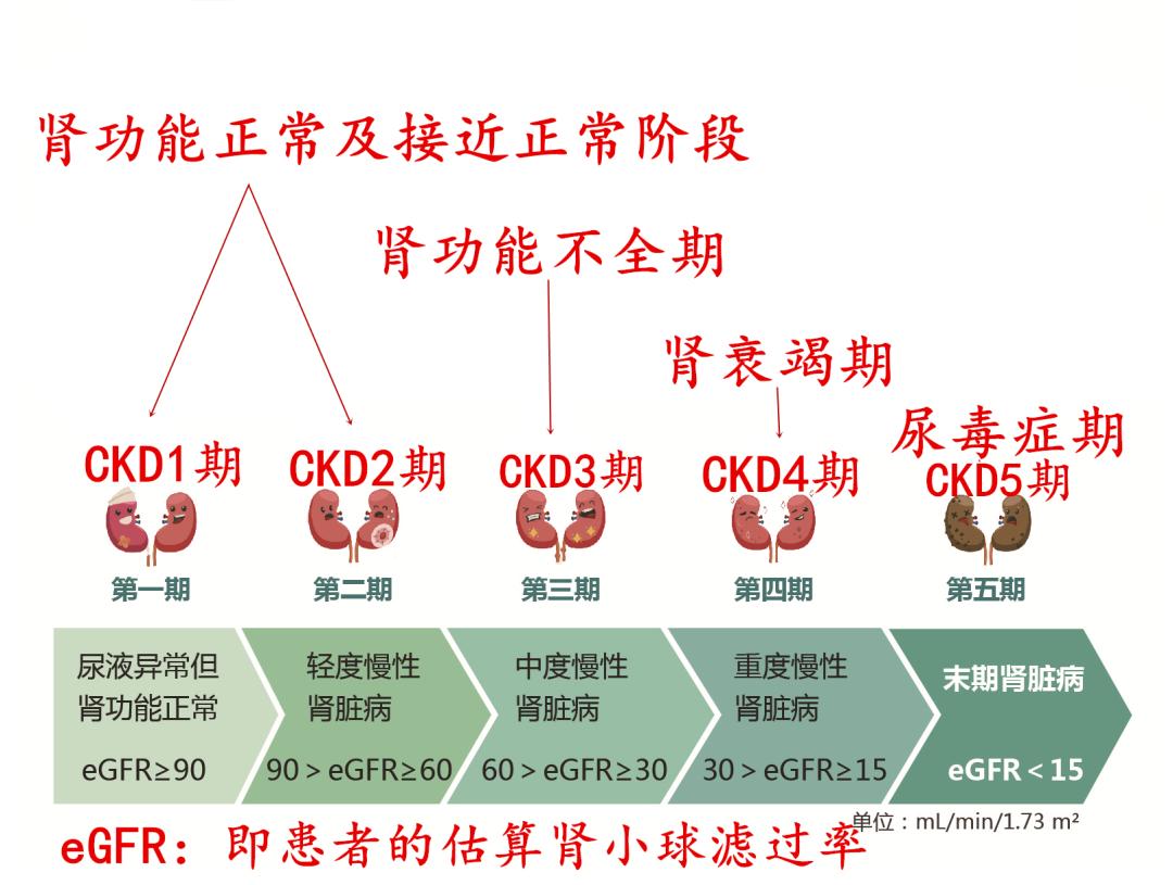 肾图GFR图片