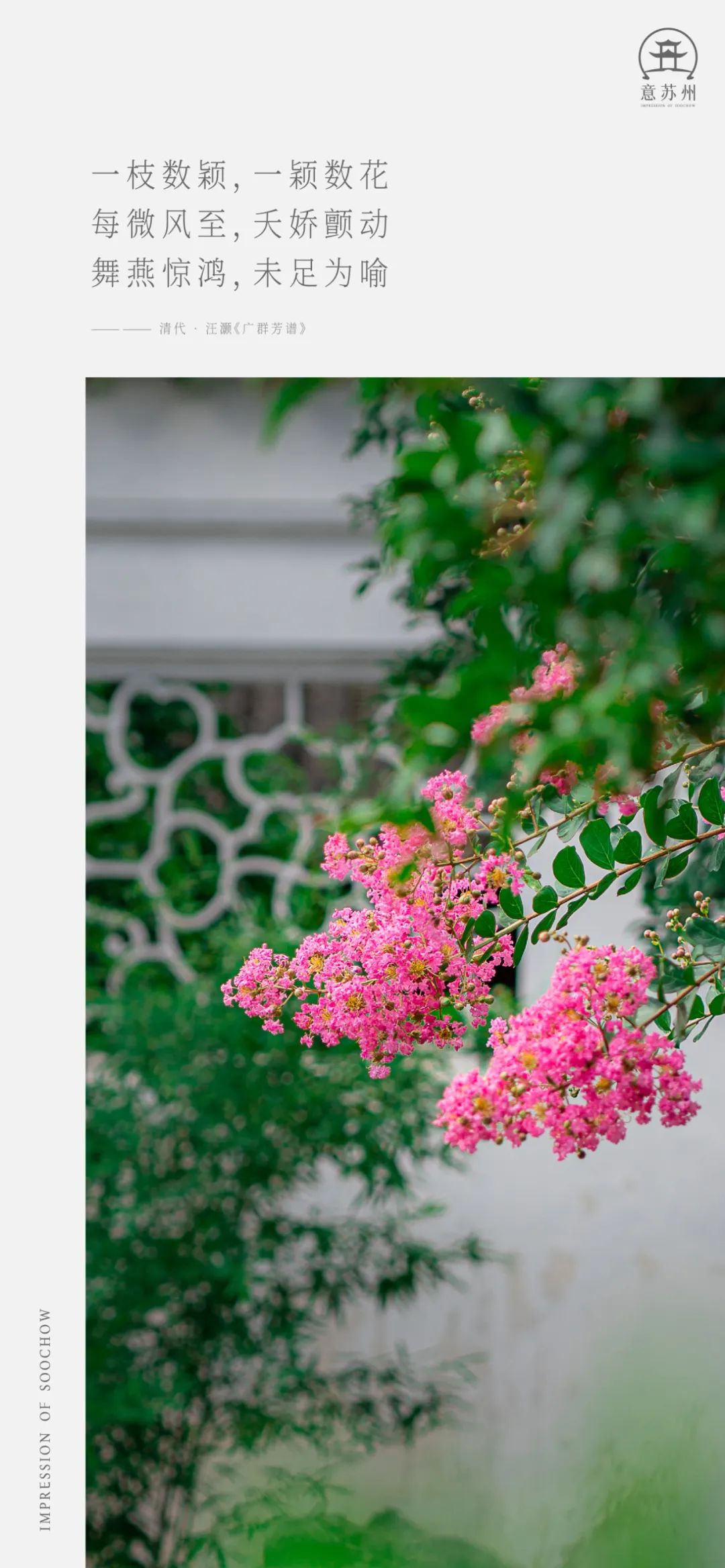 网师园的紫薇花开了