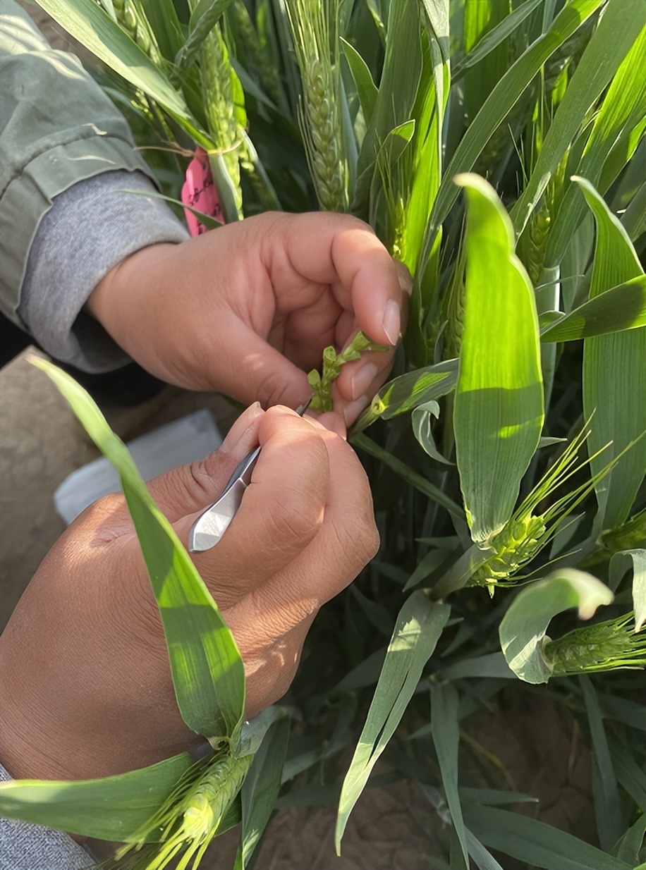 該育種團隊歷經13年,專門為菏澤區域量身打造小麥新品種