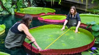 植物學家確認王蓮新品種，葉片直徑可達三米二