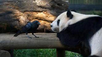 这个日本摄影师11年来每天都去上野动物园拍熊猫