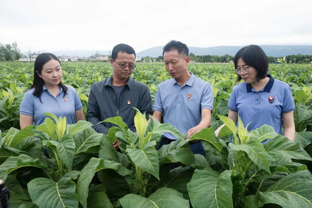 雲南中煙紅塔集團先進基層黨組織專題報道六丨大理捲菸廠菸葉生產質檢