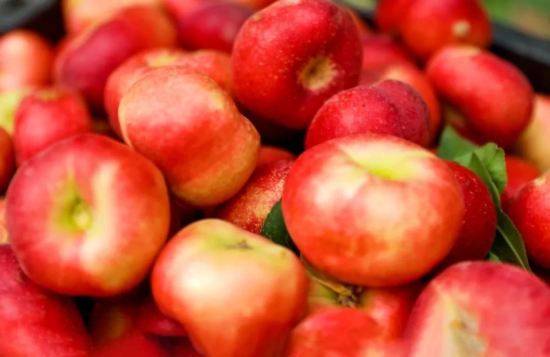 67喀什市阿瓦提乡油桃迎丰收果农笑开颜