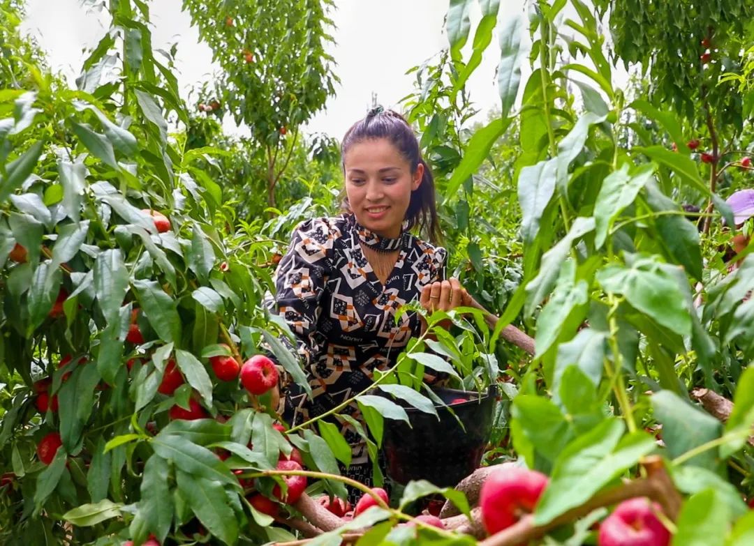 67喀什市阿瓦提乡油桃迎丰收果农笑开颜