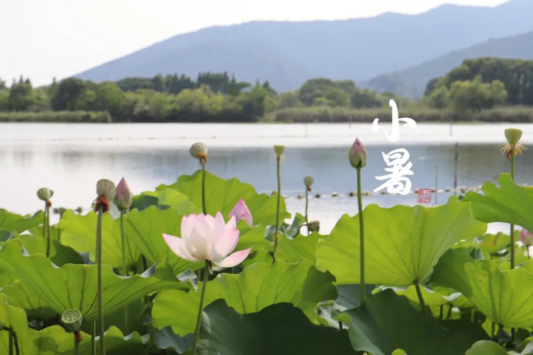今日小暑愿你安然度夏