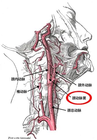 颈动脉小球位置图片