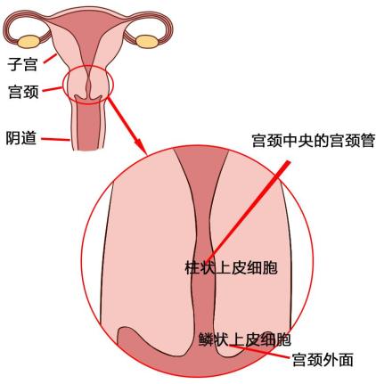 宫颈解剖位置示意图图片
