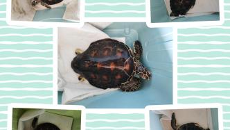 五只绿海龟在唐山海域回归大海！| 邻里生物多样性保护案例（BCON-101）