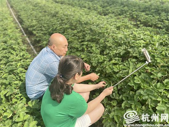 “共富草莓医院”开张了