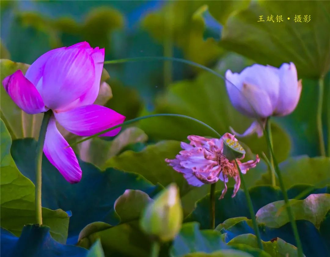 美景敦煌鸣沙山下大漠荷花如诗如画引客来