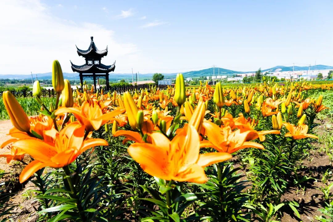 双鸭山紫云岭花海图片