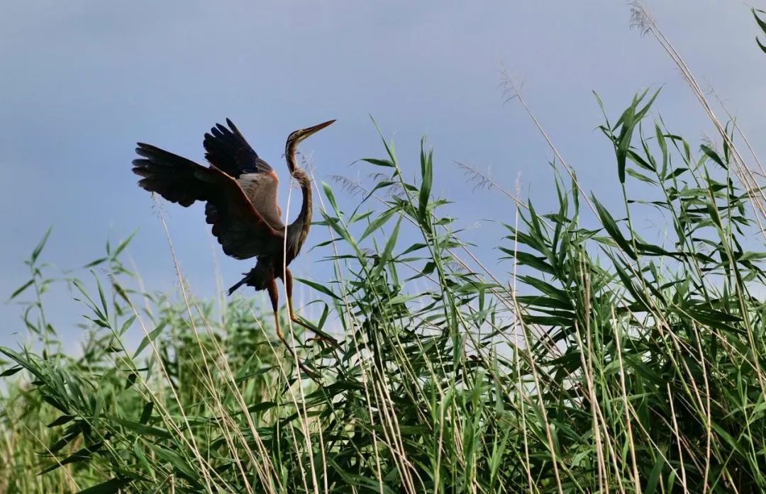 图说雄安带你走近白洋淀荷塘苇海鸟类天堂胜景