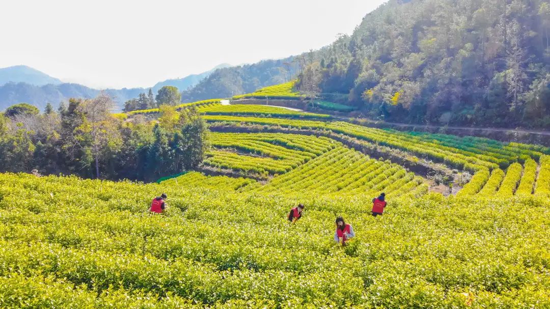 【县乡热线】天台县街头镇:打造金叶子同心共富联盟推进黄茶三产融合