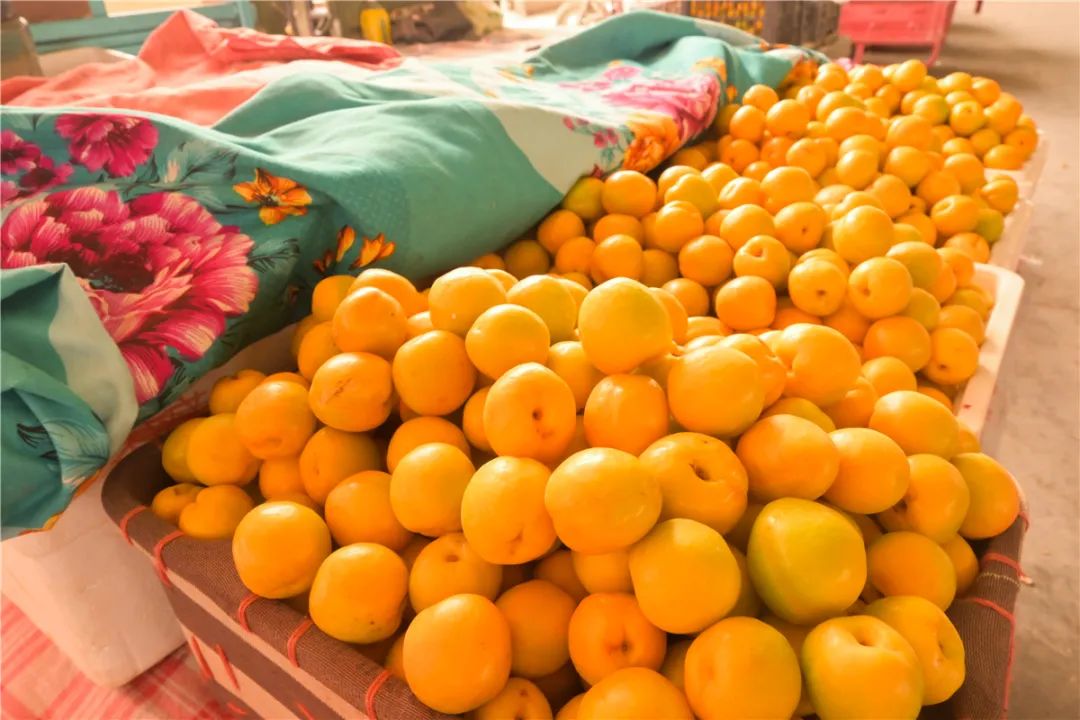 盛夏七月敦煌李广杏丰收热卖