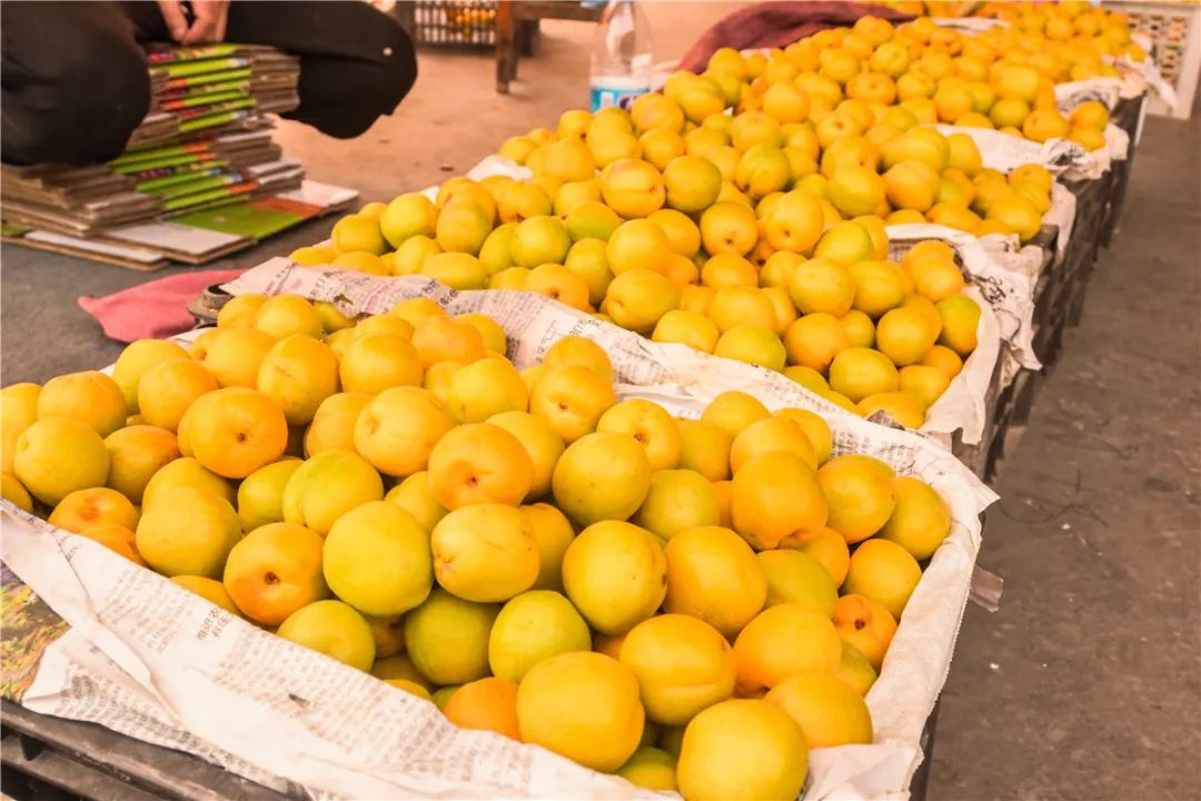 盛夏七月敦煌李广杏丰收热卖