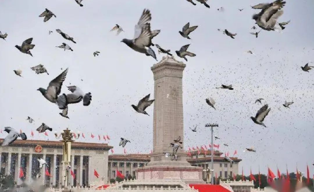 联合国和平鸽的故事