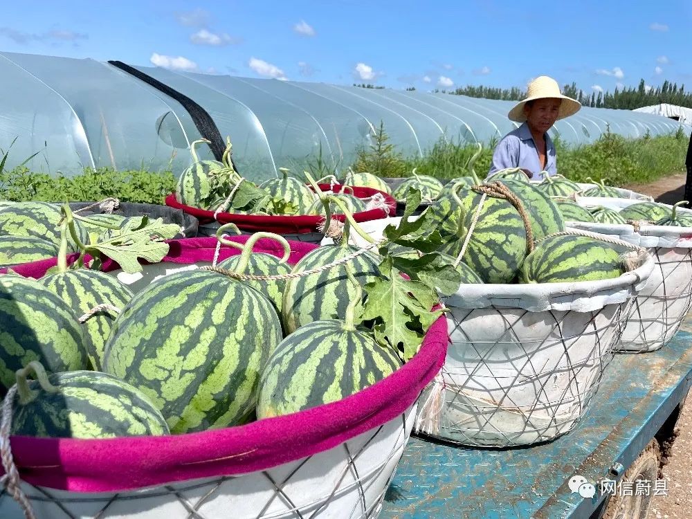 张家口蔚县麒麟瓜喜获丰收