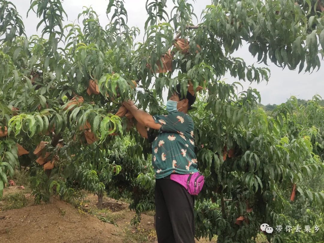 连绵起伏的山坡上黄桃树层层叠叠