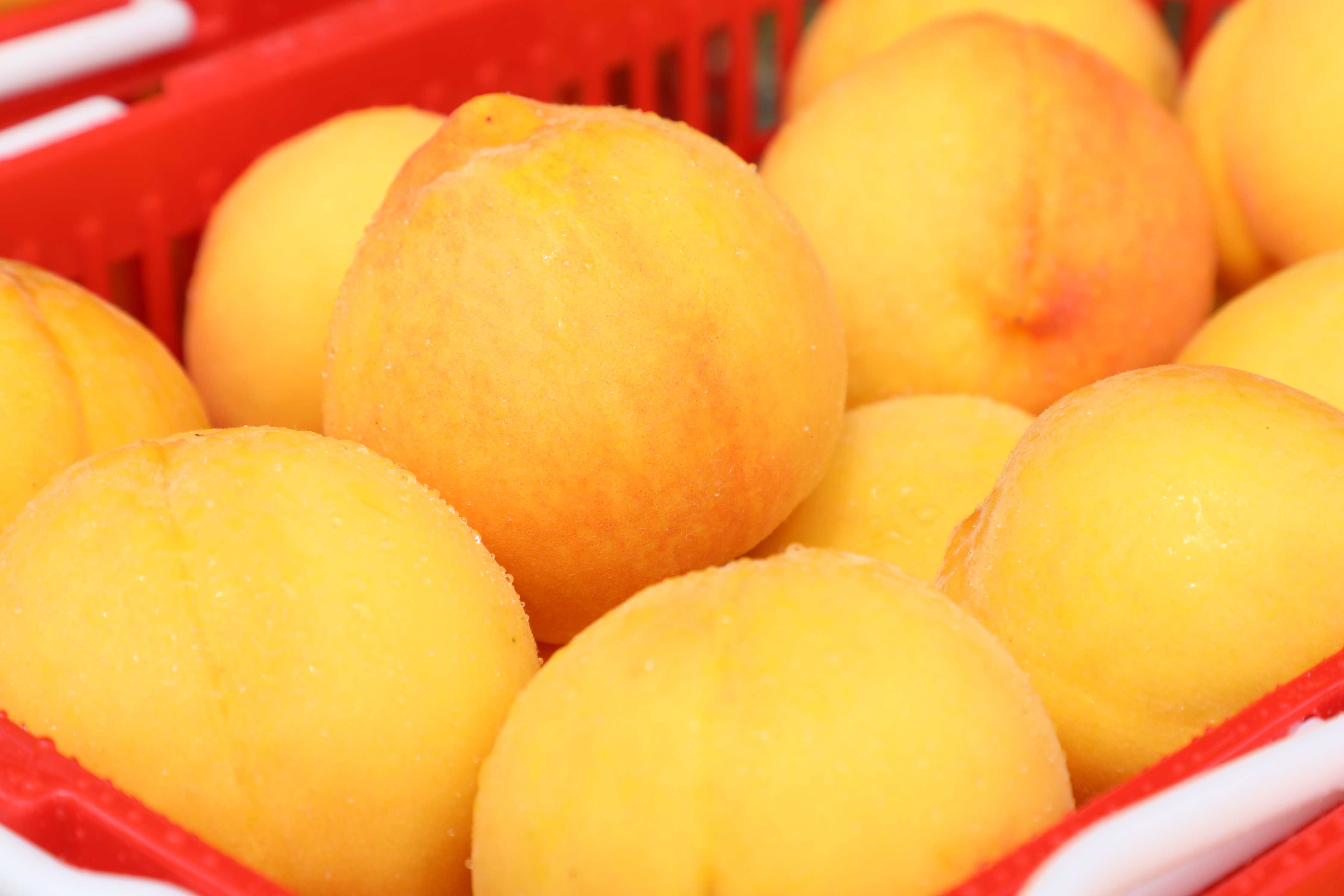 乡野间丨夏日一起探寻朱昌镇黄金蜜桃的成长故事