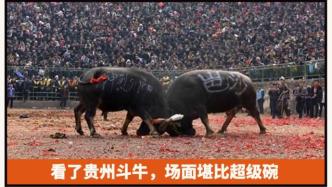 看了贵州斗牛，场面堪比“超级碗”