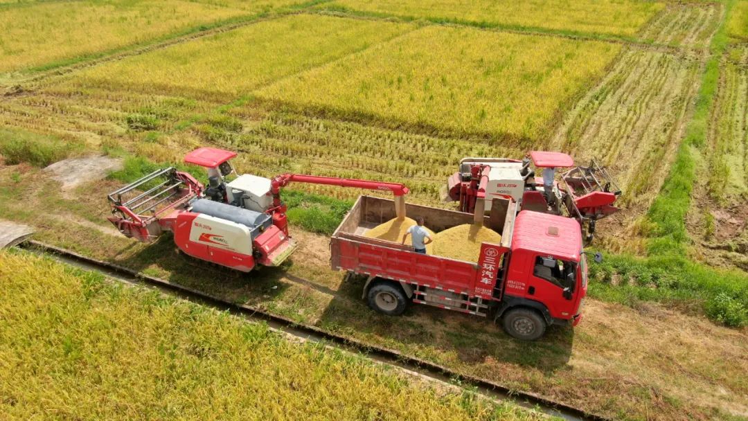 周田镇抢收成熟早稻确保颗粒归仓
