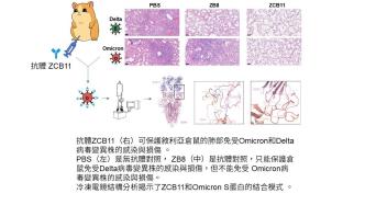 港大医学院及香港科技大学联合研究证明广谱中和抗体