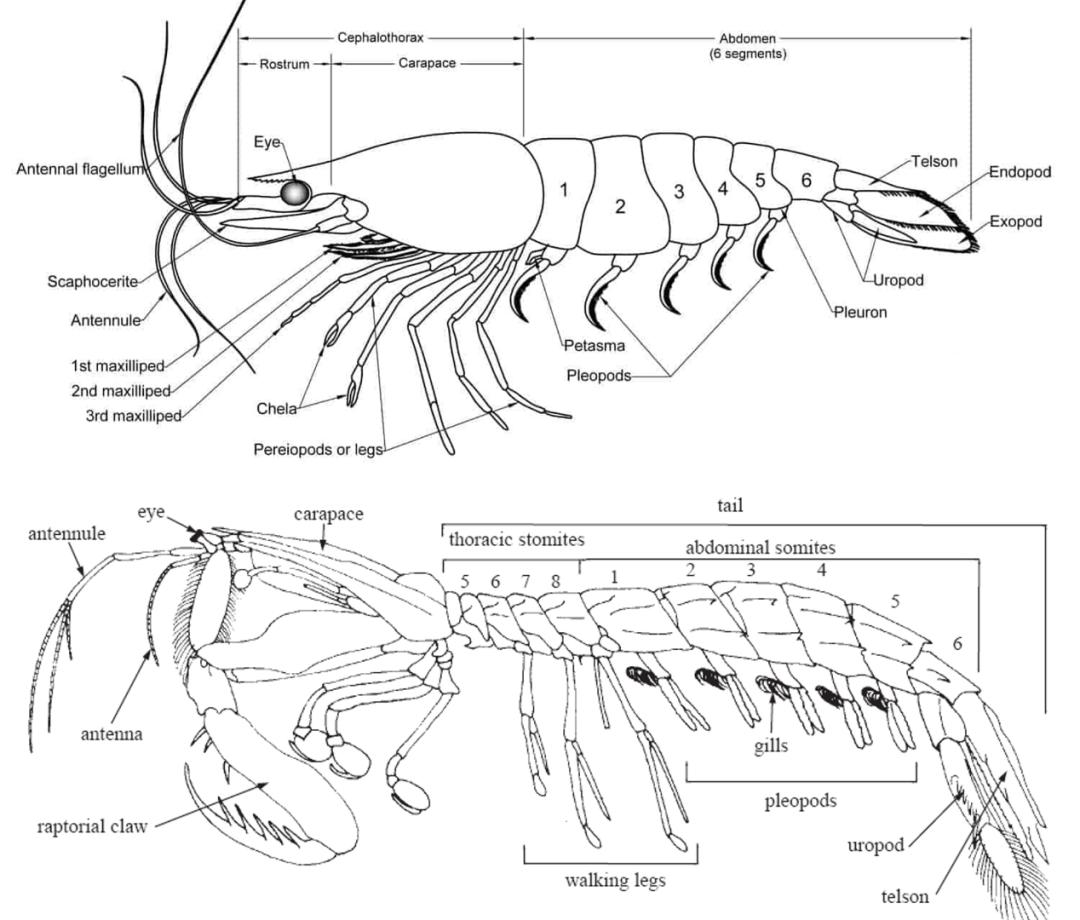 那些标准虾类,例如对虾,红虾,龙虾等,是虾蛄们的远亲,属于软甲纲—真