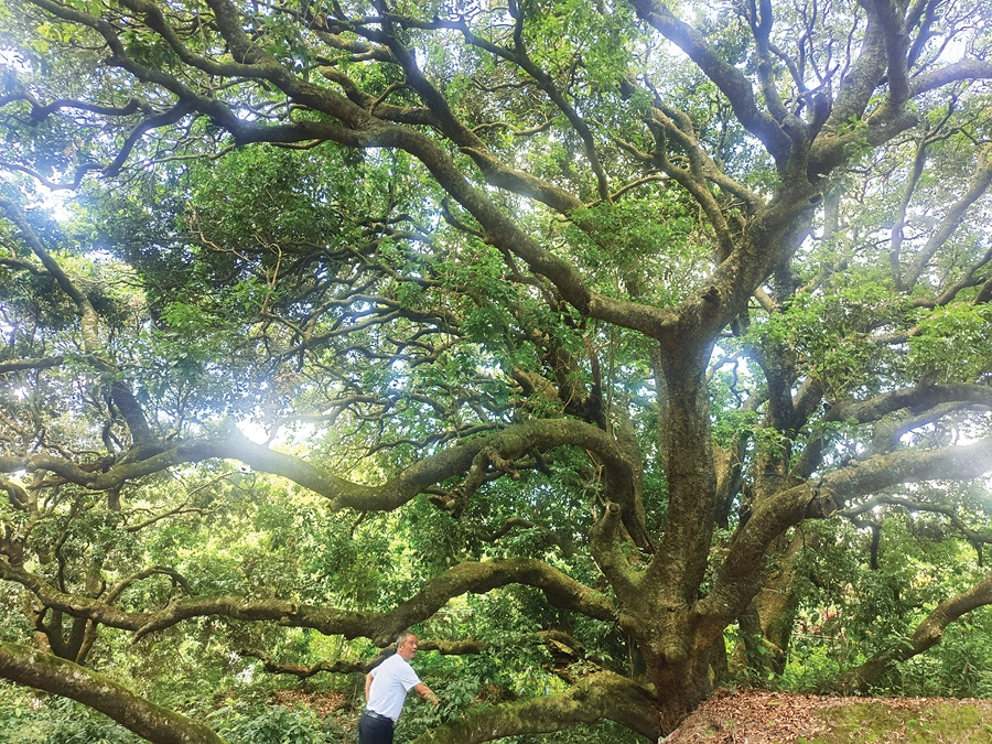 惠东梁化马安岭村活用3000多棵百年荔枝树 打造家庭
