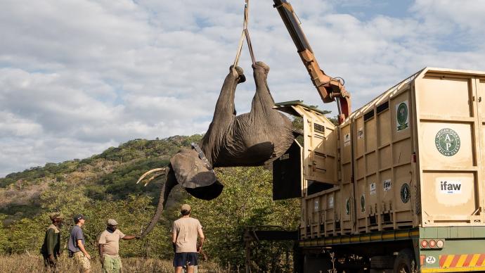 马拉维250头大象搬家了：为何搬？如何搬？
