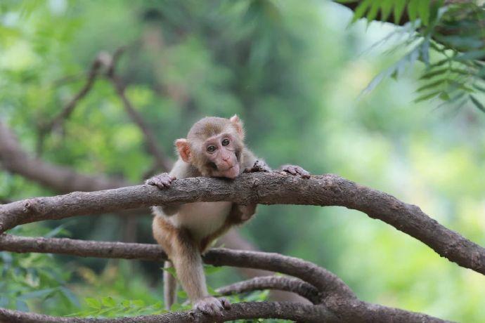 云台山猕猴谷升级归来!!!_澎湃号·政务_澎湃新闻-the paper