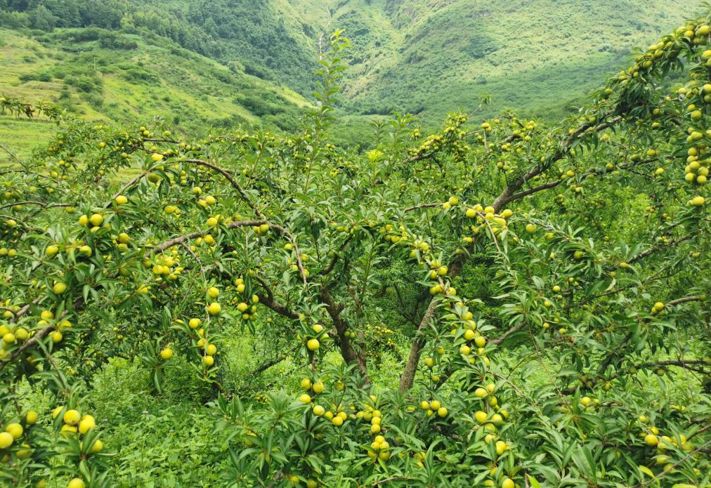 面积317万亩产量3万吨紫云线上线下助力冰脆李热销市场
