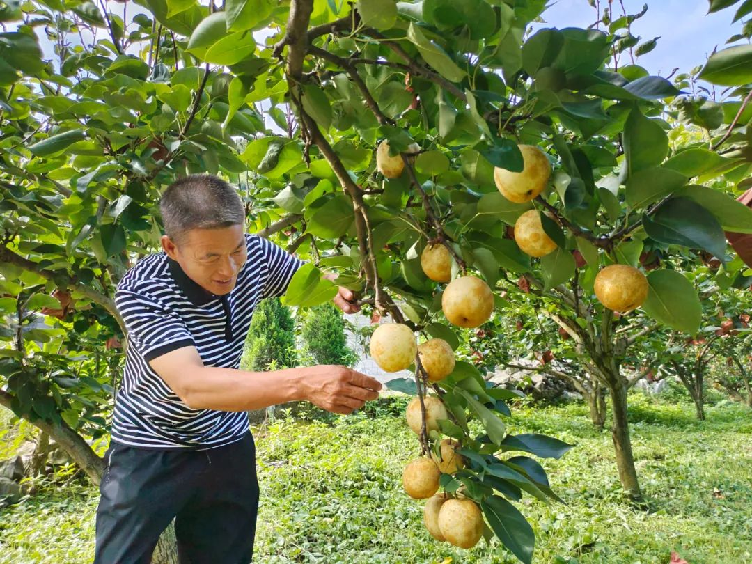 叮咚~邀您到果園免費吃吃吃!!!_政務_澎湃新聞-the paper